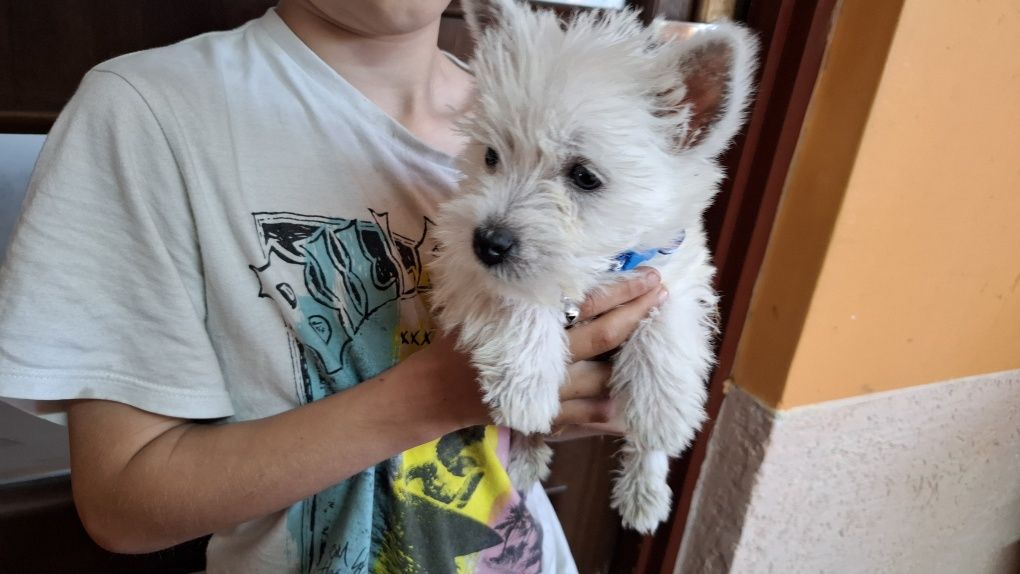 West highland white terrier