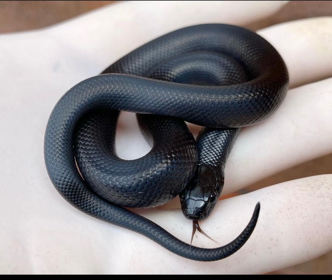 lampropeltis getula nigrita, чорна королівська  змія