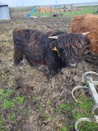 Highland cattle byk