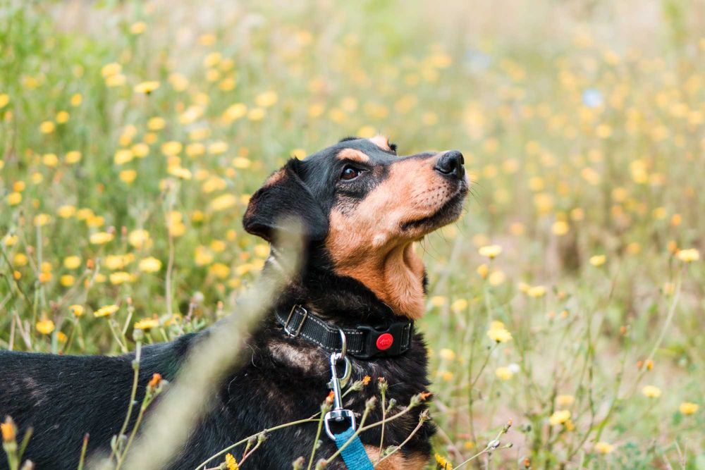 7 letni Diner do adopcji!