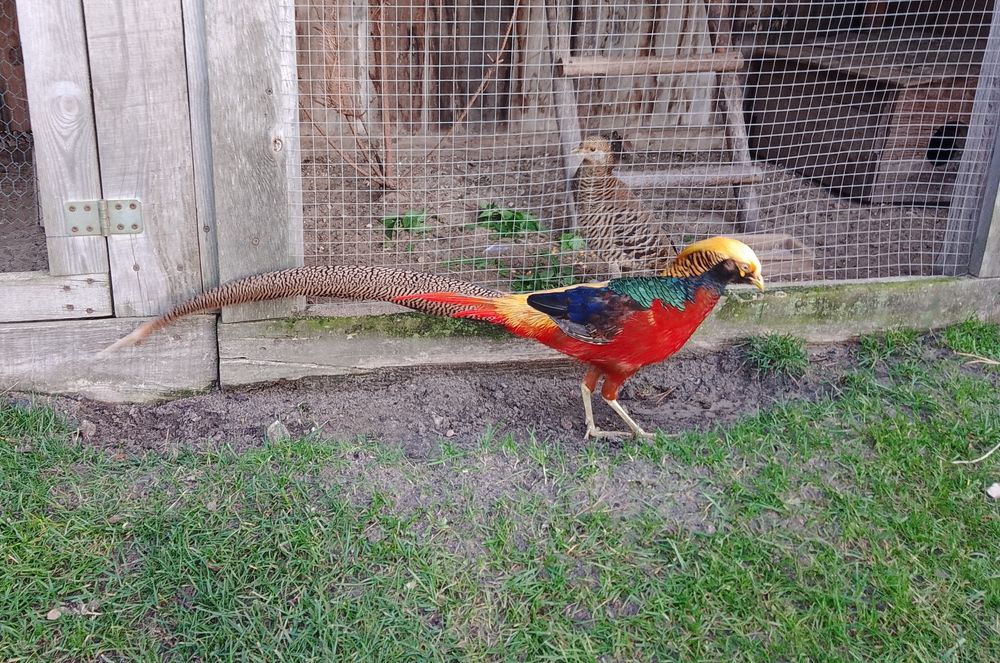 Bażant czerwony złocisty Górnik