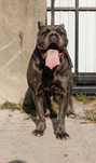Cane corso Italiano