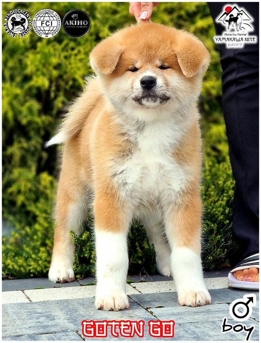 Akita Inu (japońska), ZKwP / FCI & AKIHO - czerwony piesek