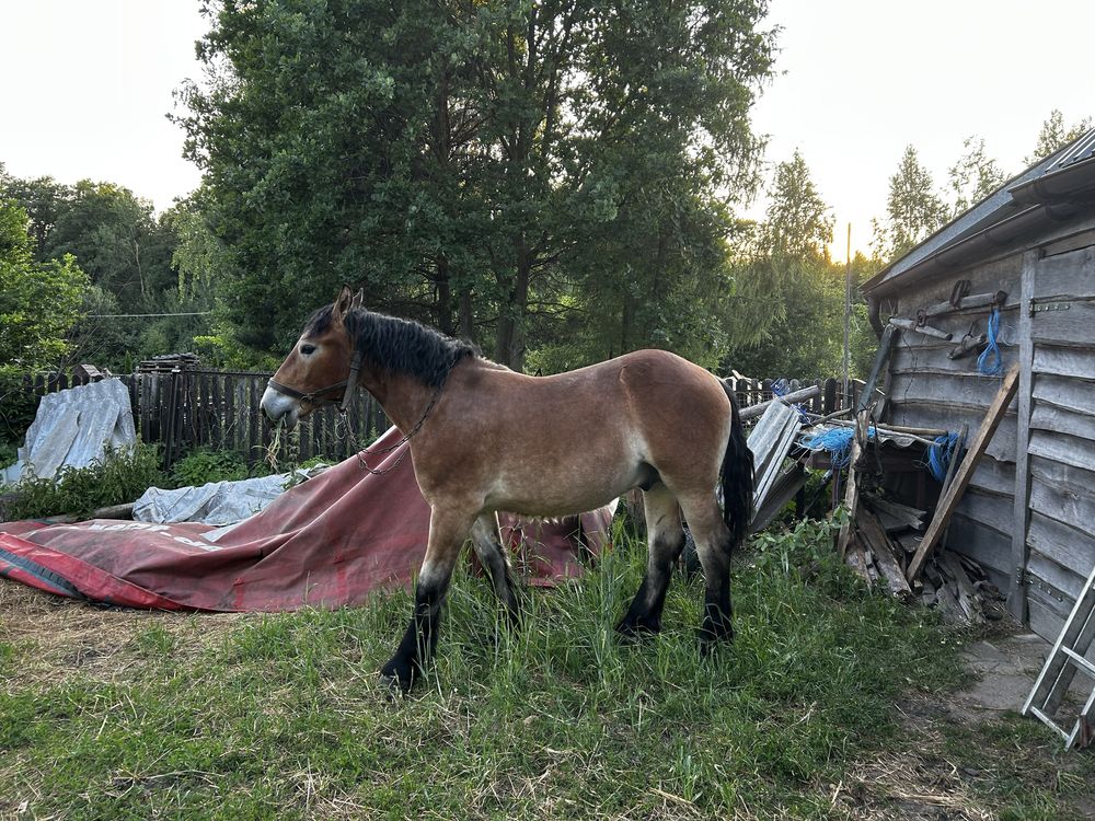 Ogier Zimnokrwisty 12 miesięcy