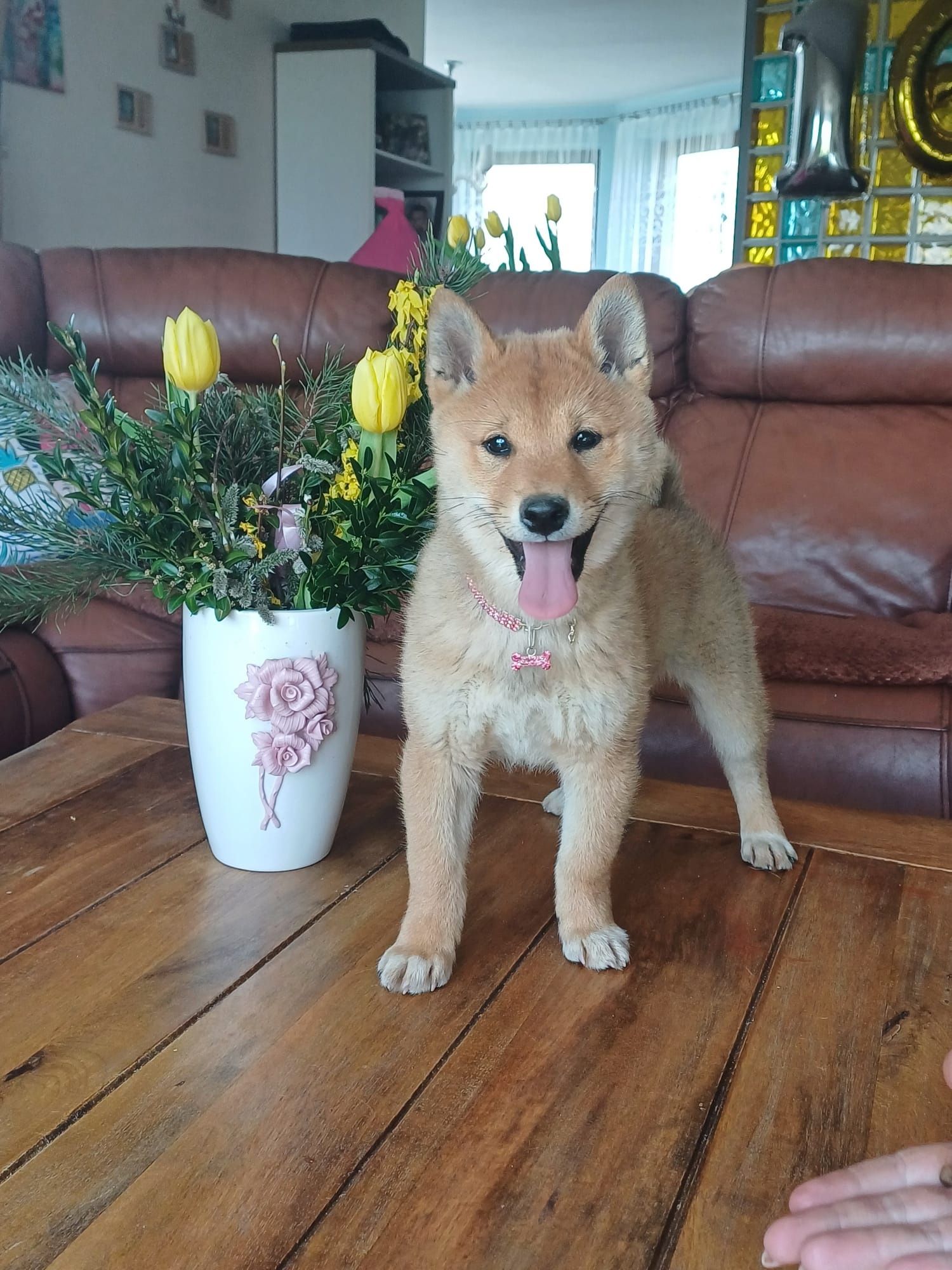 Shiba Inu piękna ruda suczka FCI ŚLĄSK CENA CAŁKOWITA