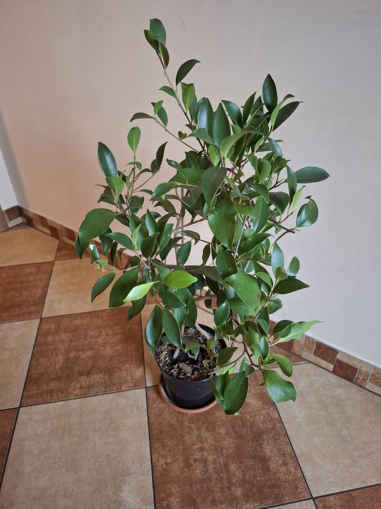 Fikus benjamina figowiec benjaminek 60 cm kwiat doniczkowy 4 sadzonki
