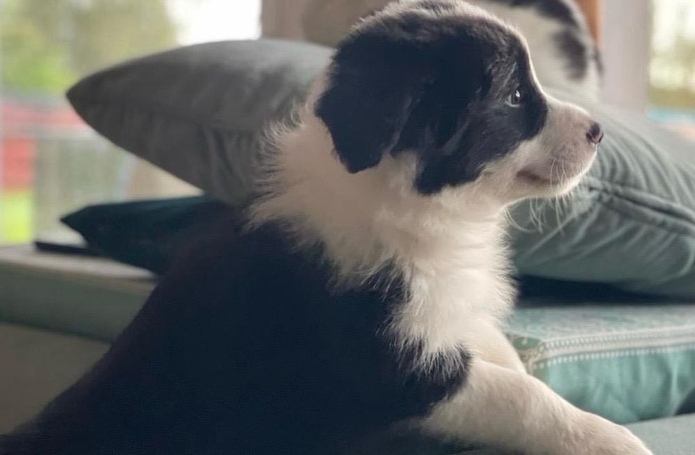 Piesek Border Collie - Hodowla Salus Canis FCI