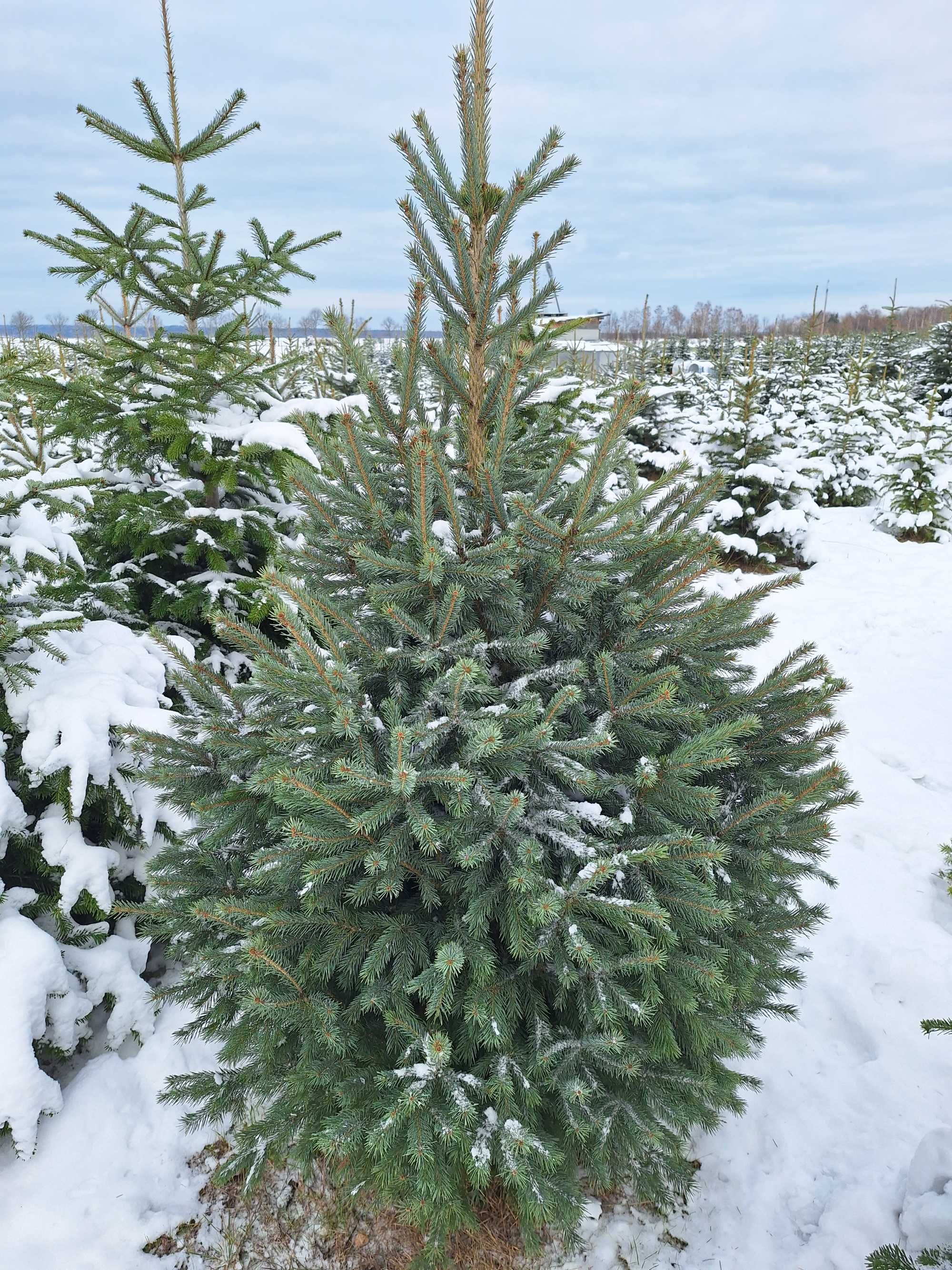 Choinki Plantacja Świerki Srebrne Zwykłe Jodły Kaukaskie CIĘTE/KOPANE