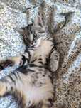 Romuś niczym bengal szuka domu