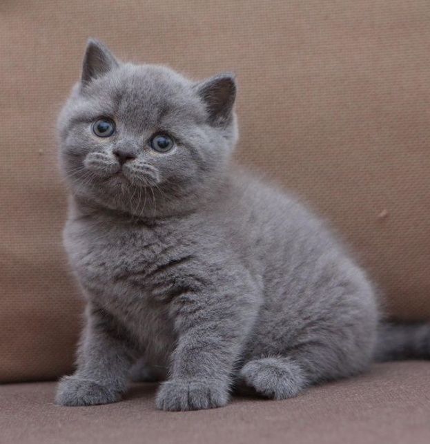 Серенькие мальчики и девочки