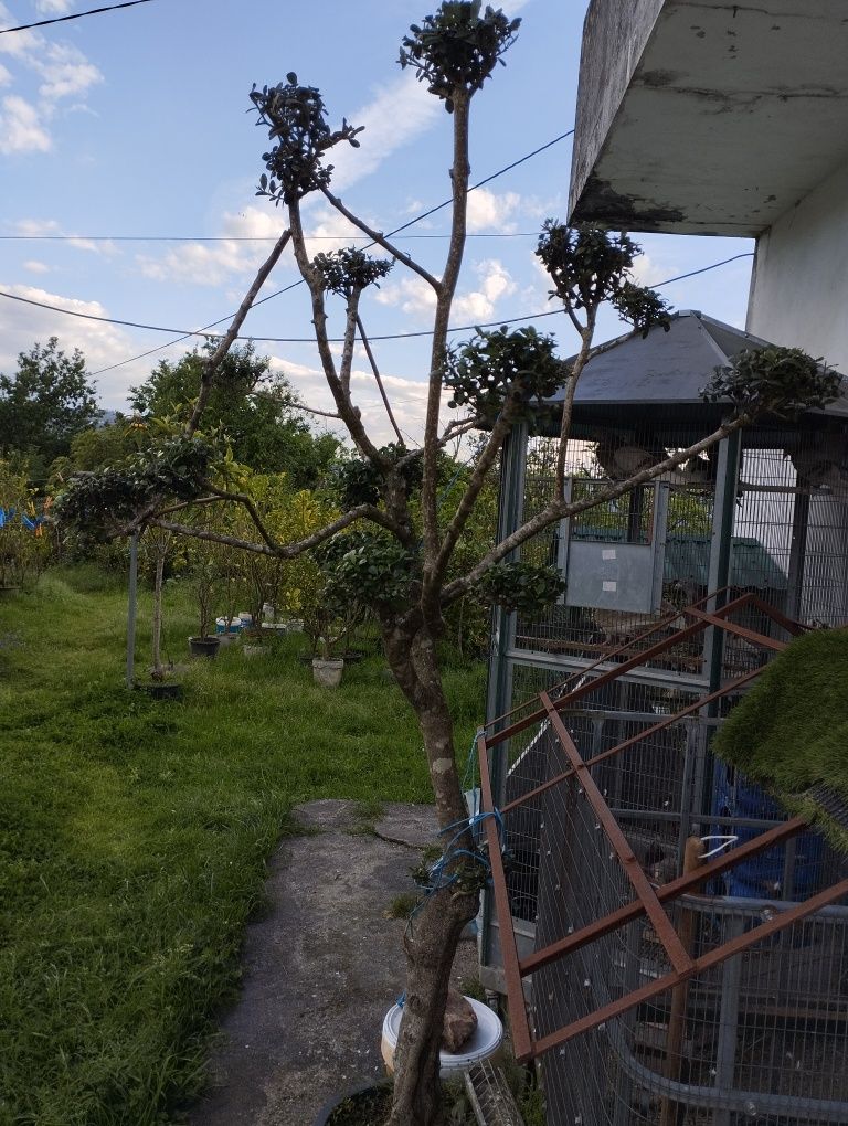 Vendo oliveira de jardim