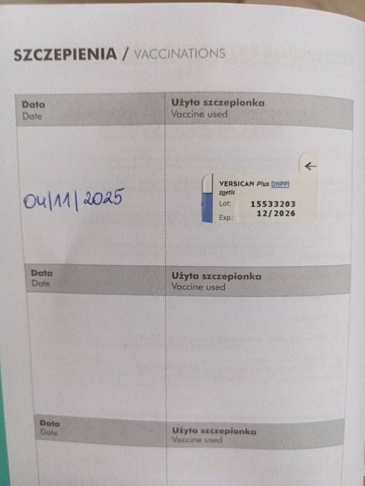 Czarny szczeniak, samiec szuka domu.