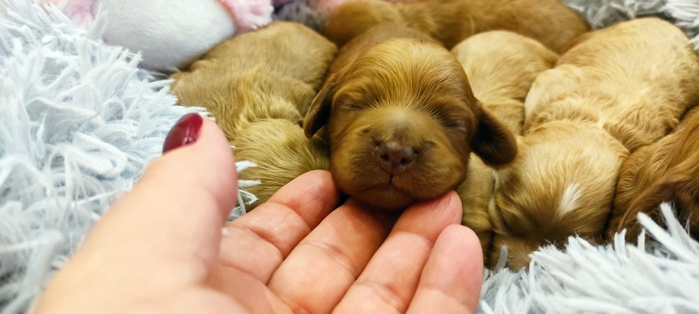 Cockapoo ,mama Cocker spaniel amerykański