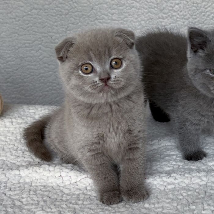 Лілове котенятко