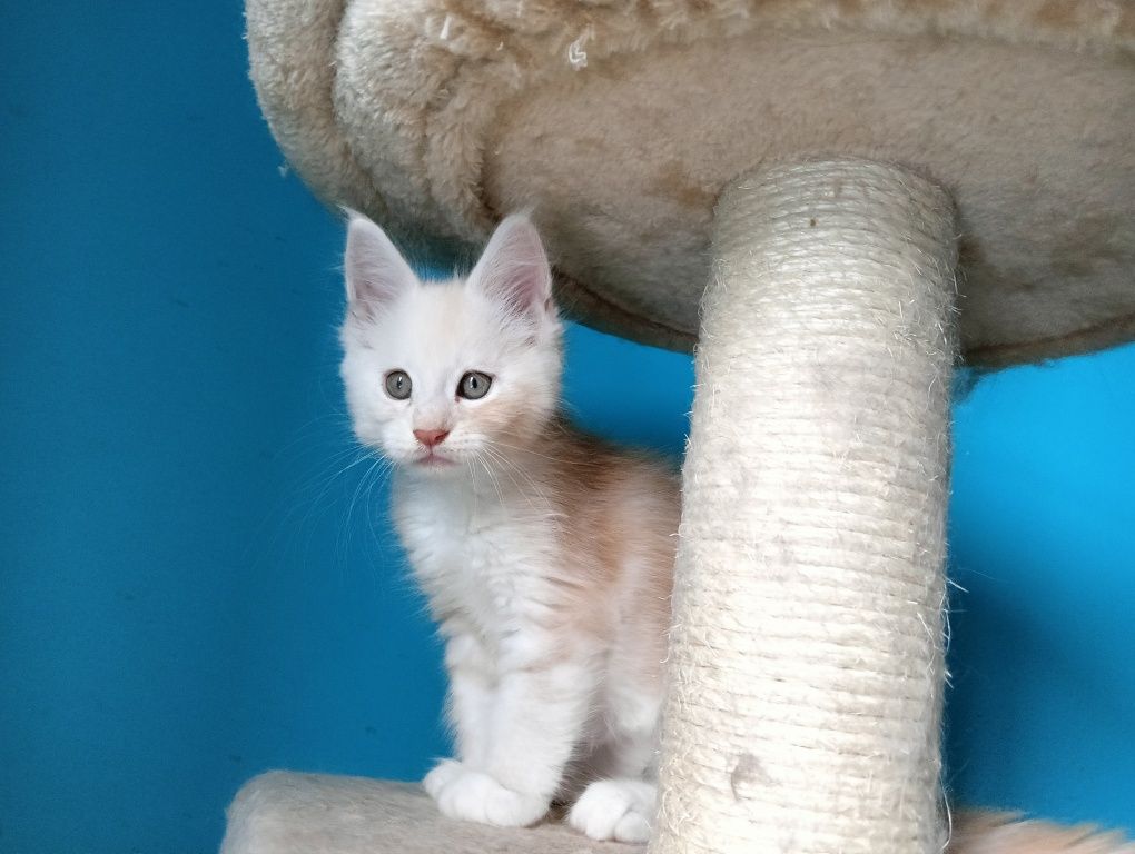 Maine coon rudy srebrzysty kocurek z rodowodem FPL