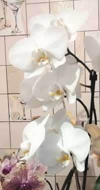 Орхідея біла зараз НЕ квітне