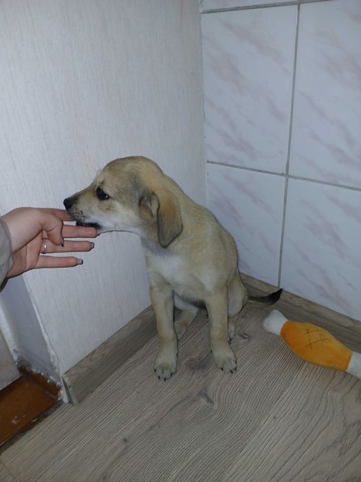 Цуценя лабрадор 50/50