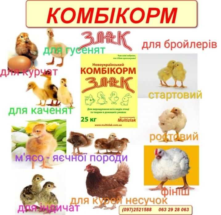 суточный бройлер г.. Чернигов