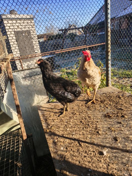 Araukany 2 kury i kogut