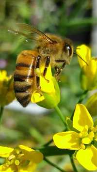 Продаю бджолині рої