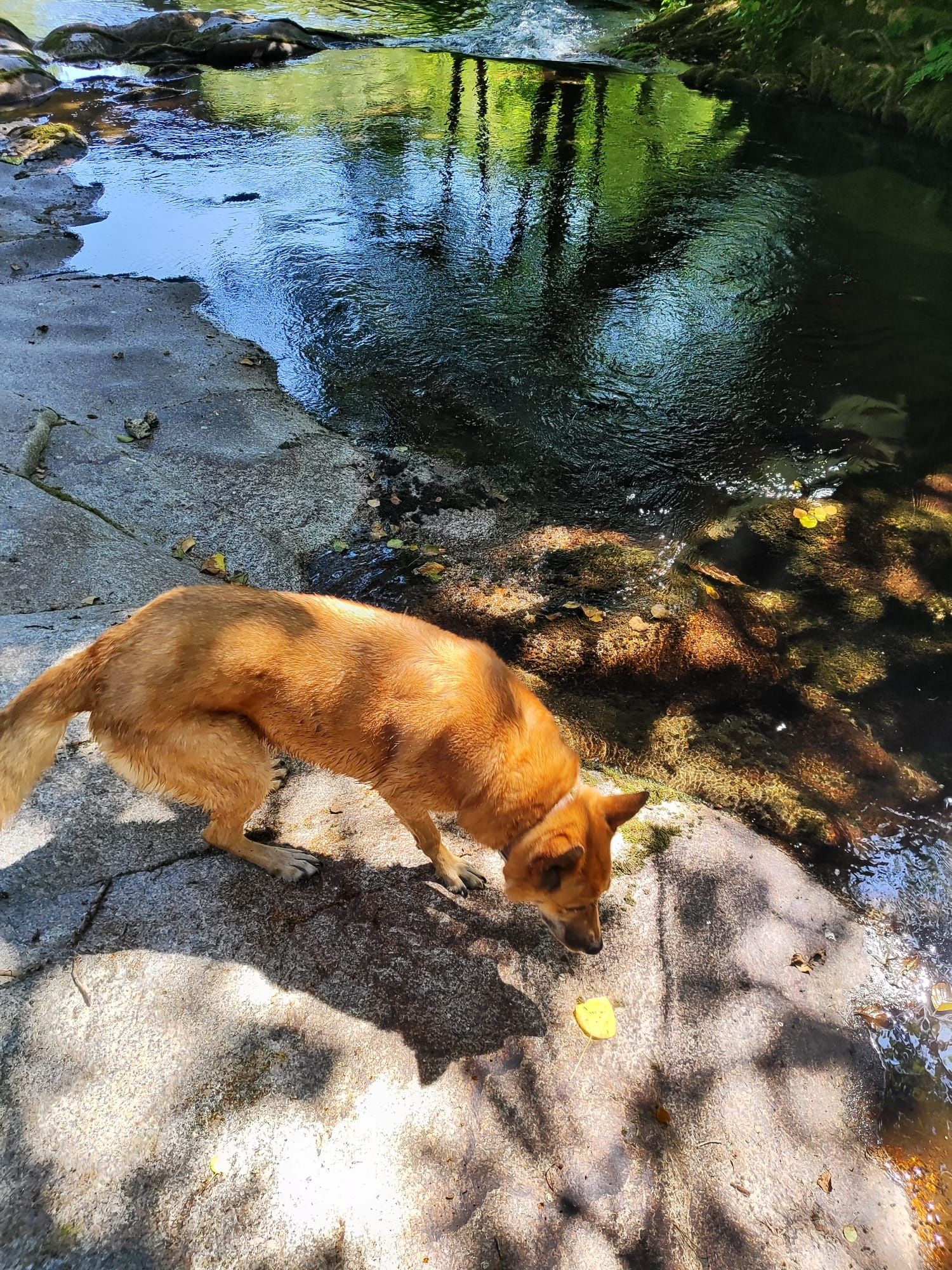 Passear cães / Dog walker