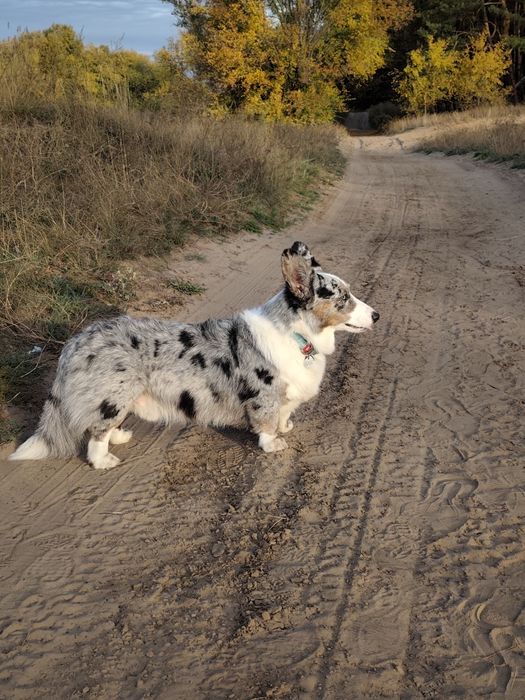 Вязка с кобелем Корги