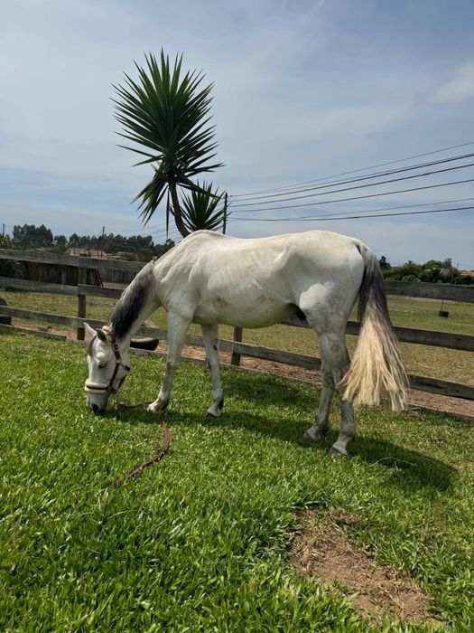 Cavalo de obstáculos