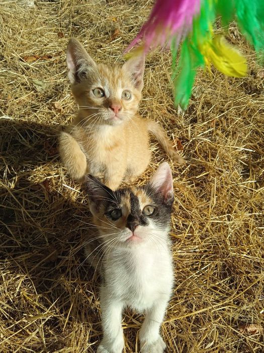 Рудий котик шукає порятунок… кошеня в добрі руки .