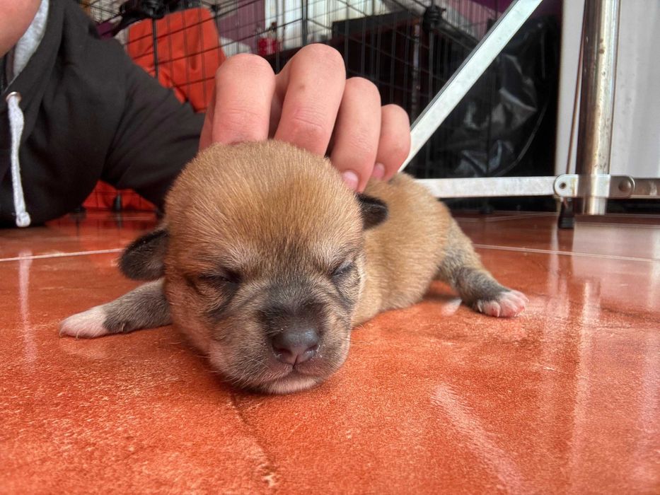 Cão macho, filho de pug pai e mãe sem raça