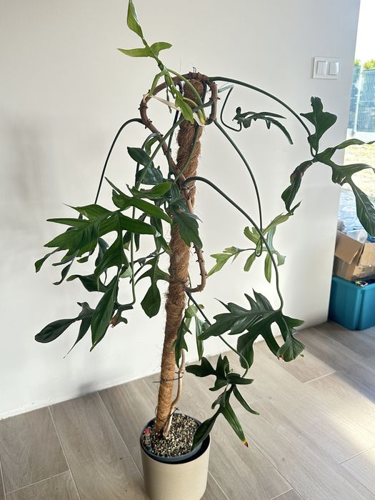 Duzy okaz Philodendron