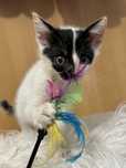 Trzy ksiezniczki do adopcji 8 tyg