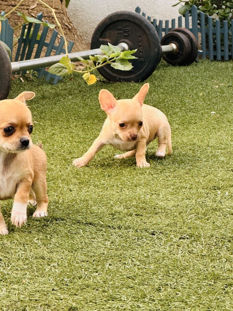 Chihuahua pelo curto