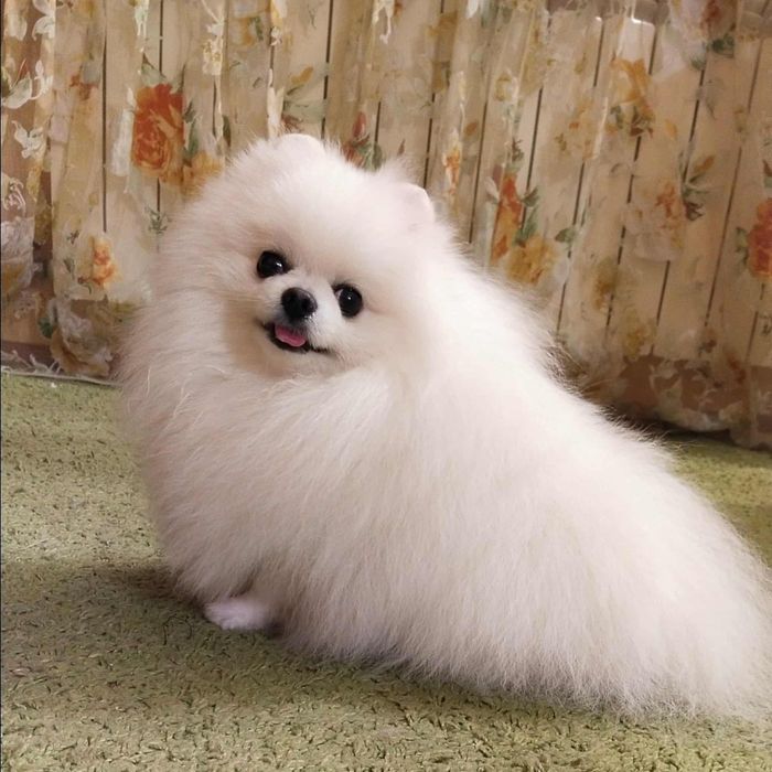 Вязка ,померанський шпіц