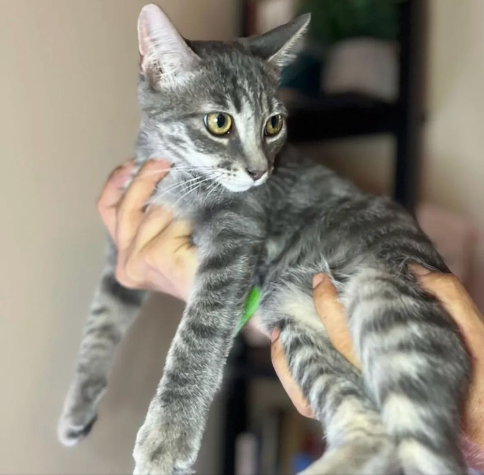 Gatinho com 4 meses para adoção resposável