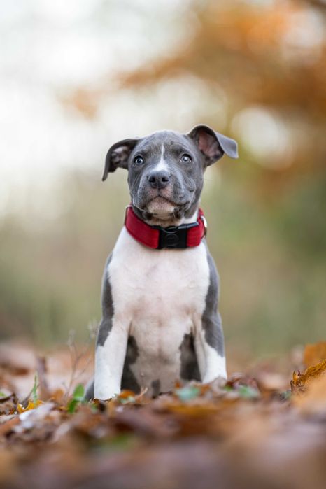 American Staffordshire terrier Amstaff ZKwP FCI