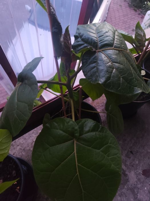 Tamarillo pomidor drzewiasty/duże sadzonki