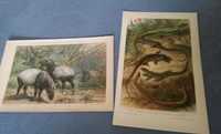 Jaszczurki ,Tapiry, Zwierzęta  oryginalne XIX w. grafiki