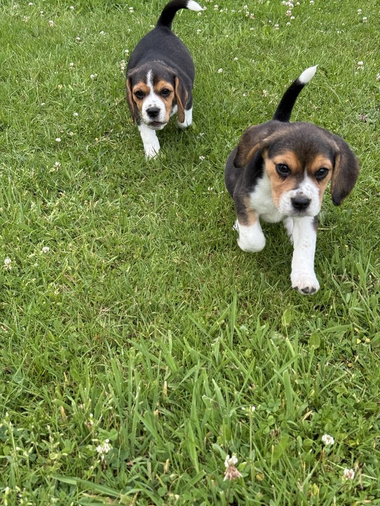 Piękna sunia beagle