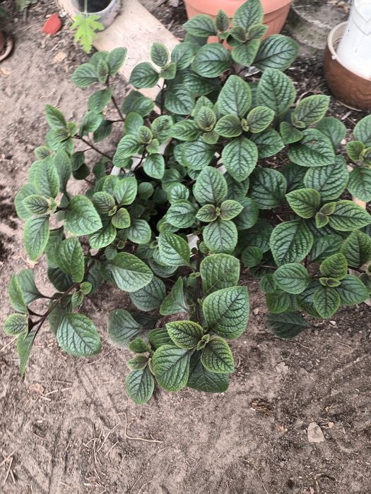 Komarzyca Nico odstraszacz komarów