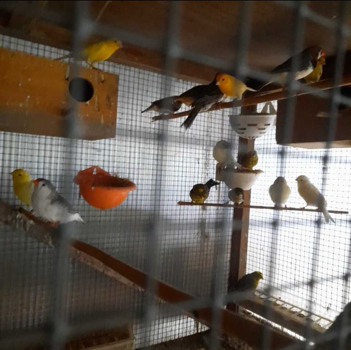 Canarios Lizard e mandarins gjgantes