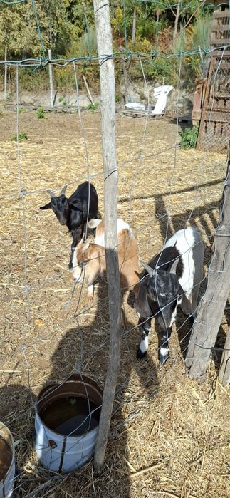 Casal de cabras anãs