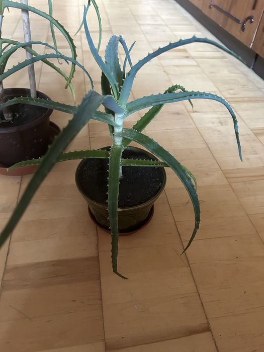 Алое древовидное вера агава