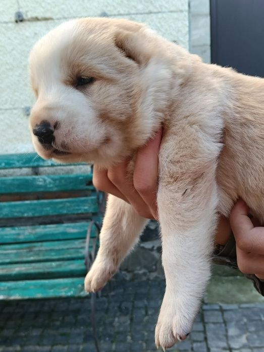 Щенята середньоазіатської вівчарки