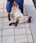 Gato adulto para adoção responsável