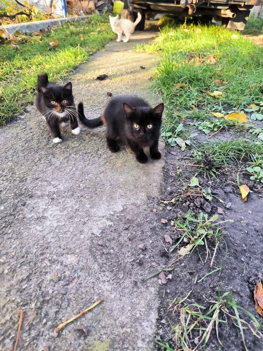 Котенята в добрі руки.