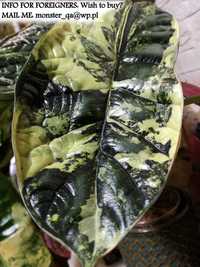 INTERNATIONAL Alocasia Baginda 3colour Variegata DS bulba philodendron