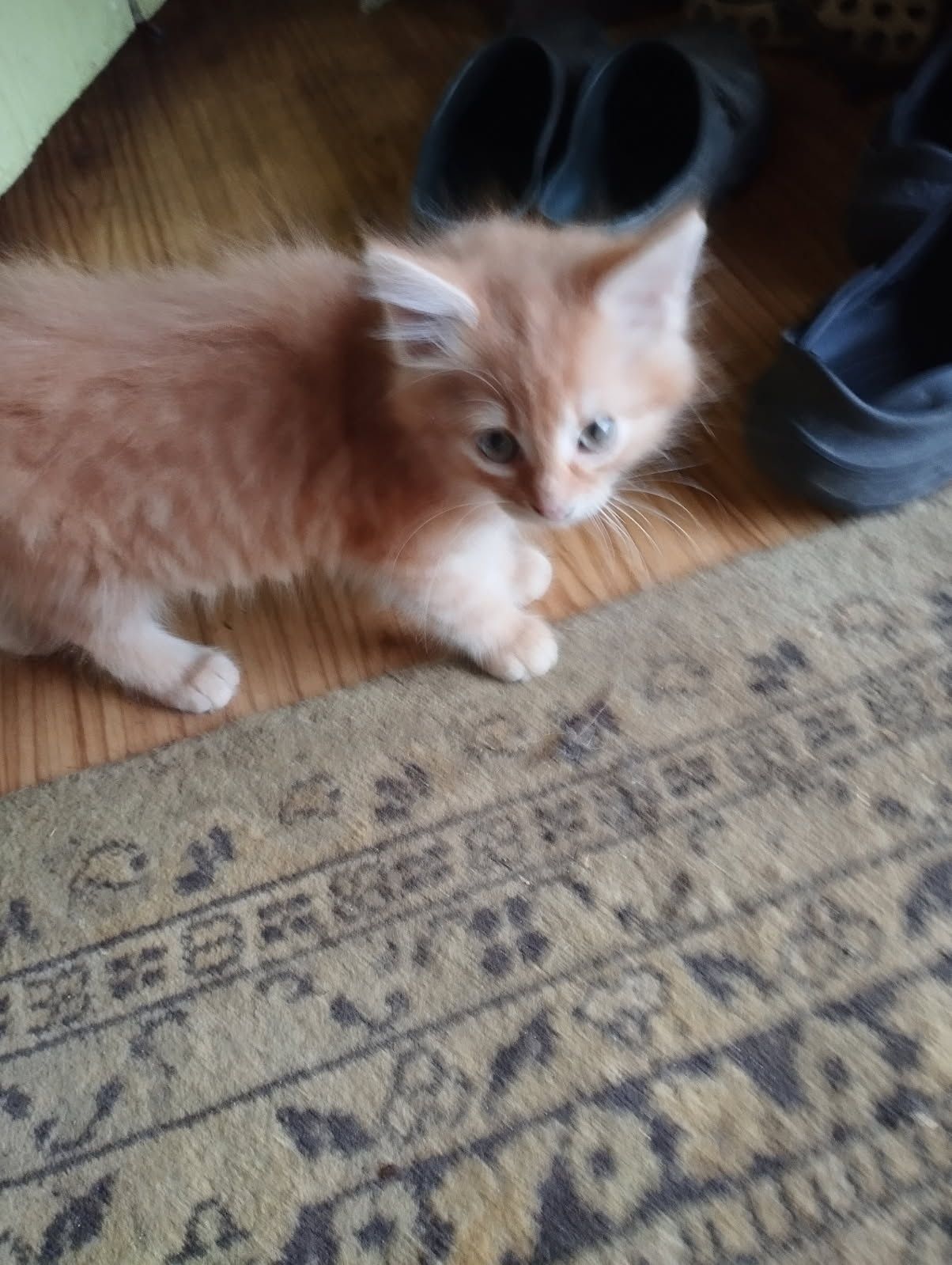 Oddam kotki w dobre ręce