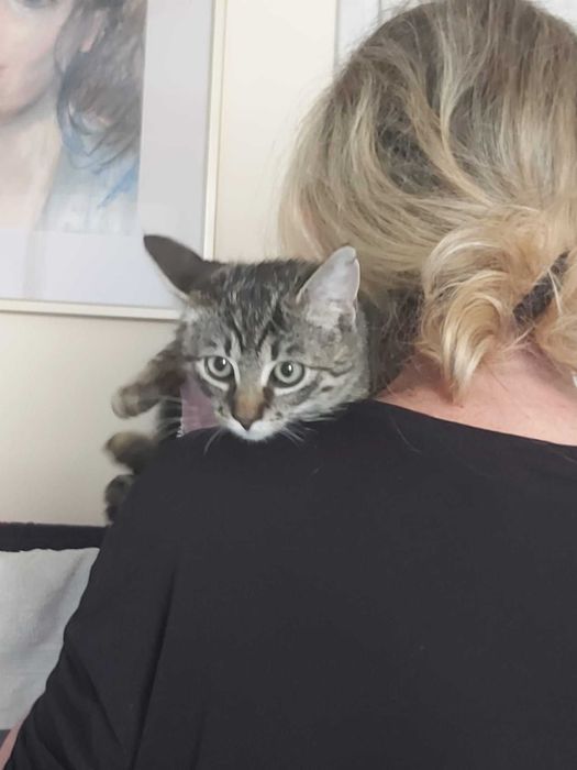 Najsłodszy tygrysek Toficzek 6 mies.