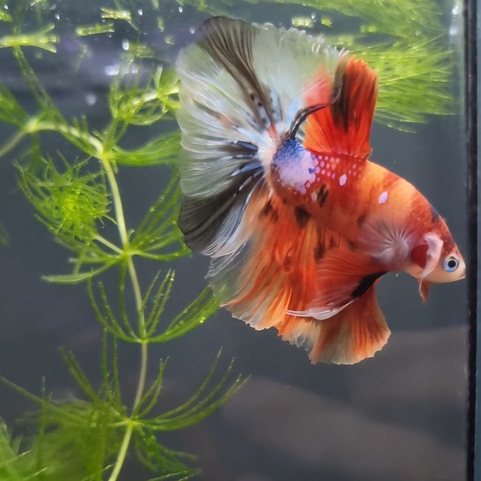 Bojownik HM nemo