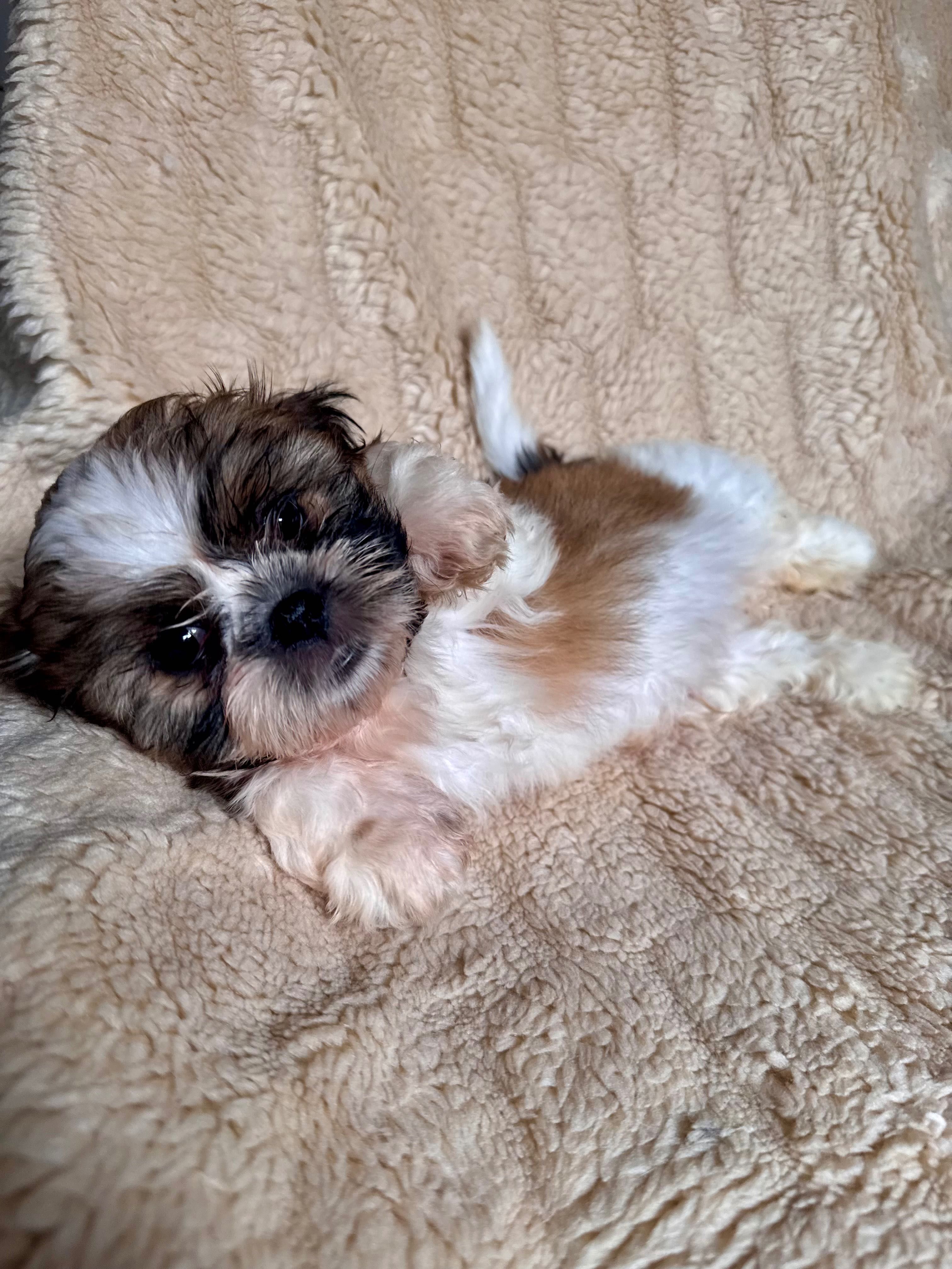 Szczeniaczek Shih Tzu gotowy do zmiany domku
